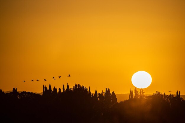 Silhouette birds against sky during sunset