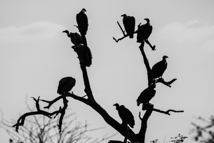 Photo 空の向こうの裸の木の鳥のシルエット