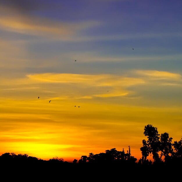 Silhouette birds flying against orange sky