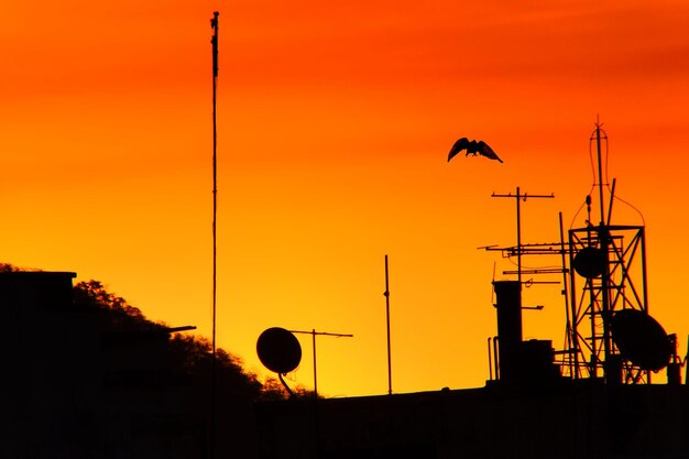 Silhouette of birds flying against sky during sunset