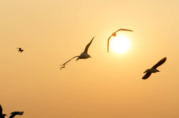 Silhouette birds flying against sky during sunset