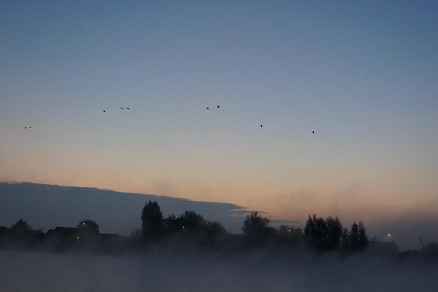 Silhouette birds flying against sky during sunset