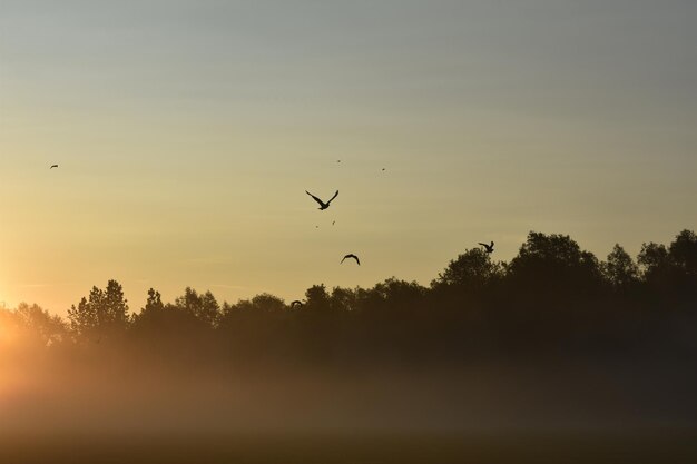 Silhouette birds flying against sky during sunset