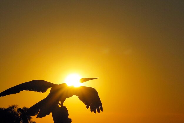 Silhouette birds flying against sky during sunset