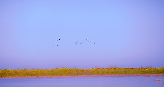 Silhouette of birds flying above the lake amazing landscape lock of birds flying over the valley on