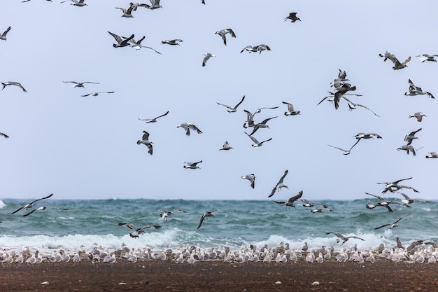 写真 海を飛ぶ鳥のシルエット