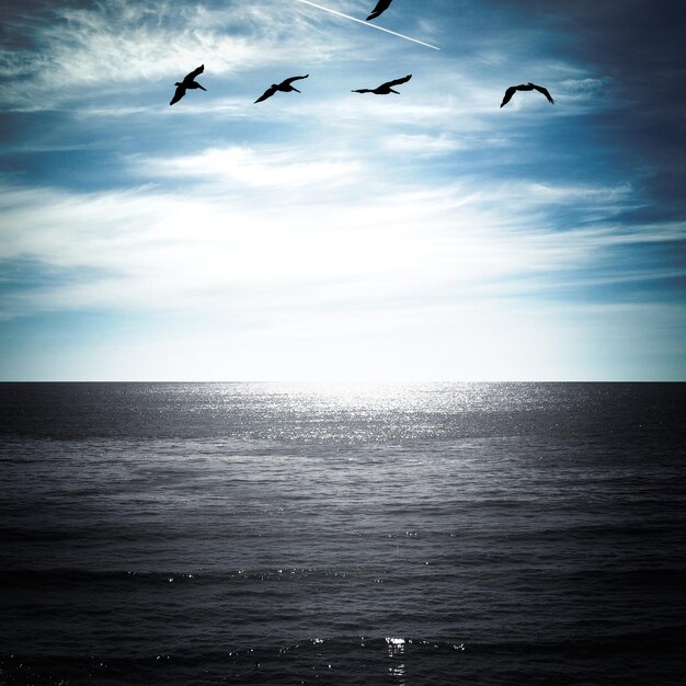 Silhouette birds flying over sea against sky