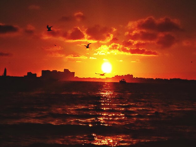 Silhouette of birds flying over sea during sunset