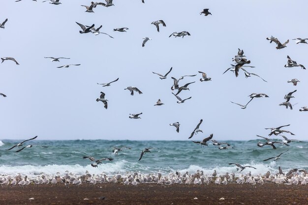 Photo silhouette birds flying over sea