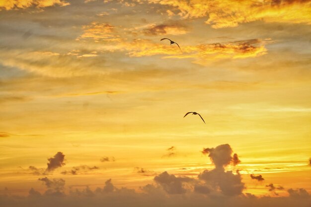 Silhouette birds flying in sky during sunset