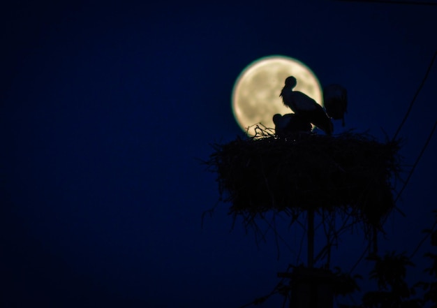 Foto silhouette di uccelli sul nido contro la luna di notte