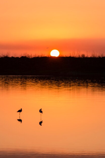 Silhouette birds perching in lake against orange sky