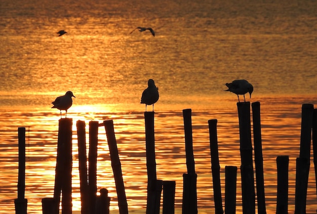 Photo silhouette of birds perching on wooden post