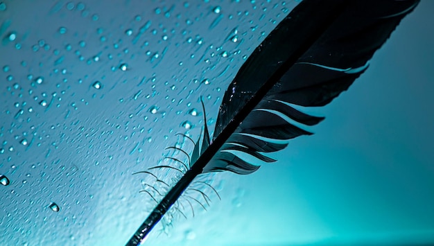 Silhouette of black bird feather with water drops on a blue turquoise background with beautiful
