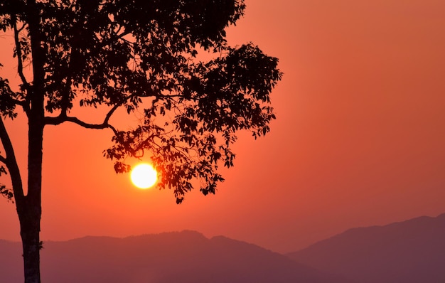 写真 夕暮れの山の上のシルエットの枝の木