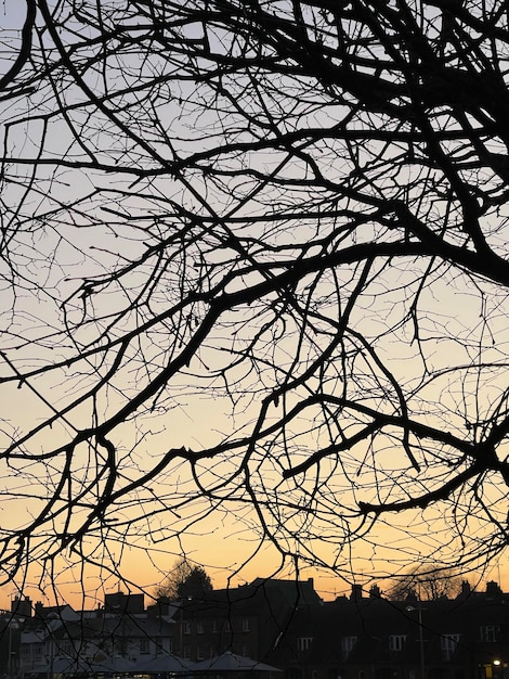 Silhouette of branches of a tree against sunset sky above the town