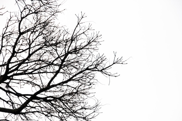 Silhouette of branches and a tree in Rio de Janeiro, Brazil.