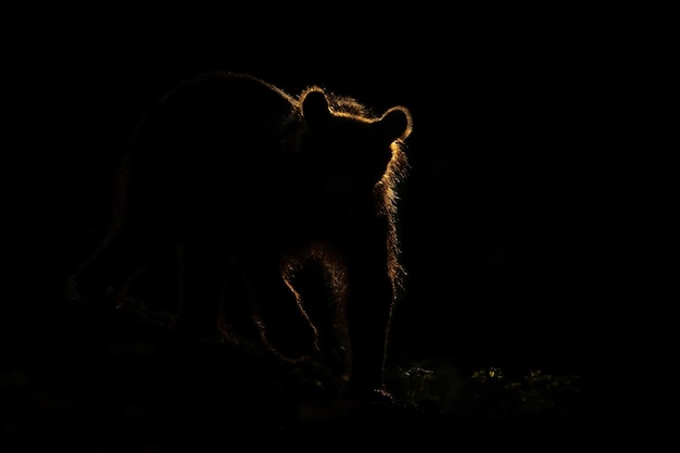 Силуэт бурого медведя, стоящего в темноте с подсветкой