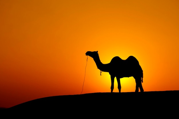 Foto silhouette cammello in piedi sul campo contro il cielo
