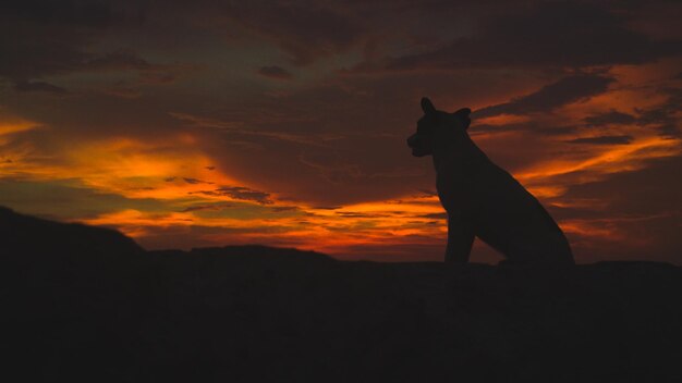 Silhouette cat looking away against sky during sunset