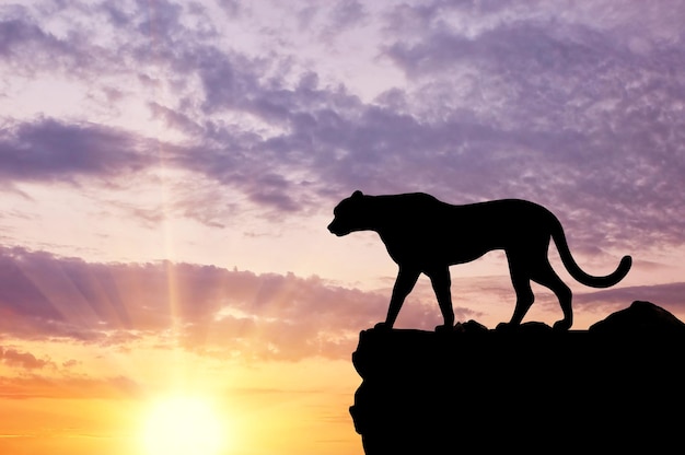 Silhouette of a cheetah looking into the distance on a hill against the evening sky