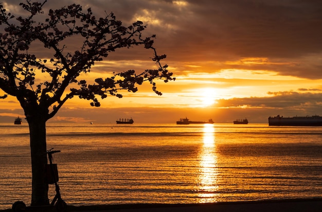 Silhouette of a cherry tree against sunset Sunlight reflection on English Bay ocean Vancouver BC