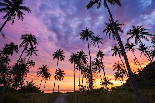 Silhouette of coconut palm tree at sunset on tropical beach