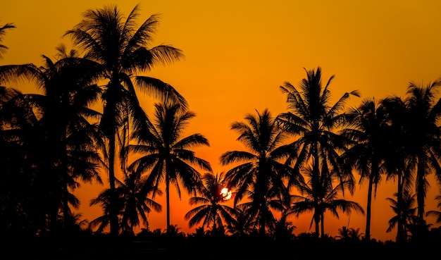 Silhouette coconut palm trees on beach with sunset. 