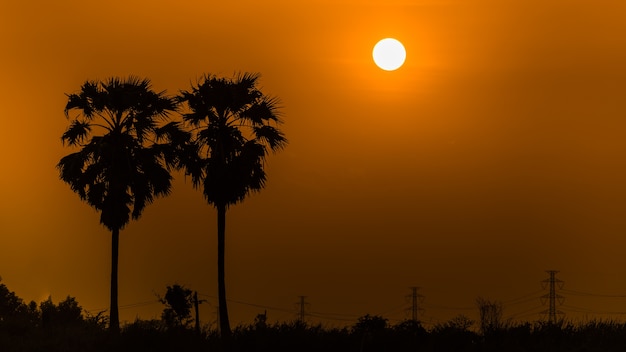 silhouette coconut and sun light