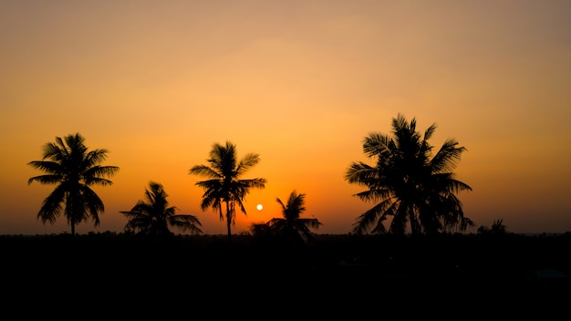 Silhouette coconut and the sunset background