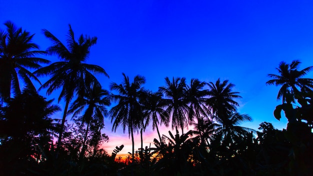 写真 夕暮れの空を背景にシルエットココナッツツリー