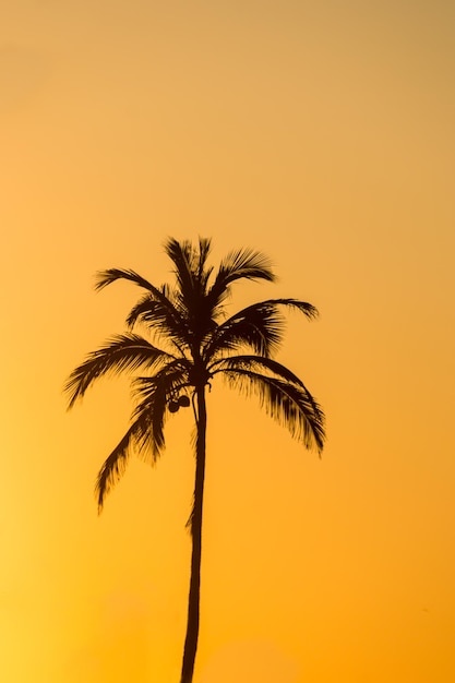 Silhouette of a coconut tree at post 9 of ipanema beach in Rio de Janeiro Brazil