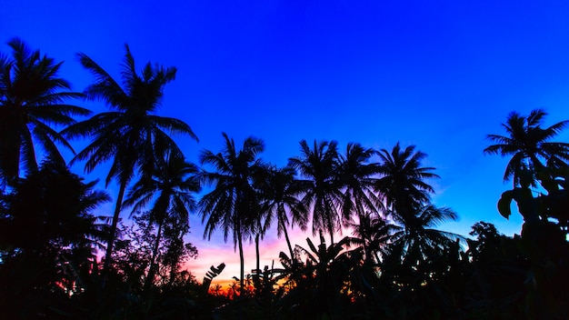 silhouette coconut tree on twilight sky background