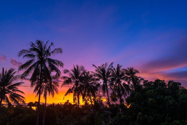 silhouette coconut tree on twilight sunset sky background