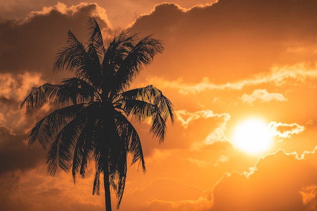 Photo silhouette of a coconut tree with sunset background