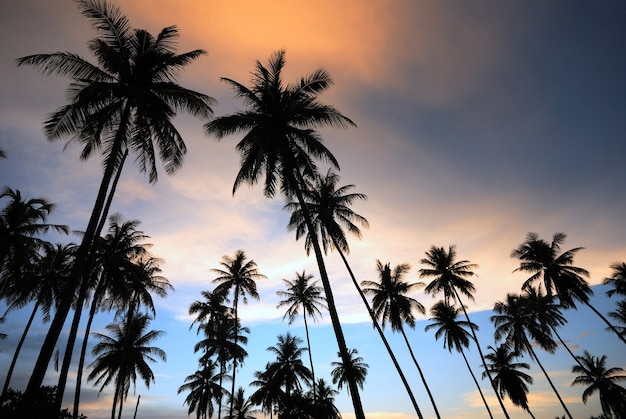 silhouette of  coconut tree