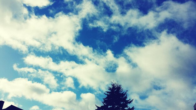 Silhouette of coniferous tree