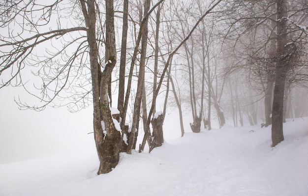 silhouette of conifers in snow and white clouds and fog