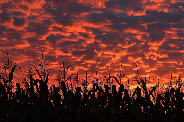 A silhouette of a cornfield at dusk