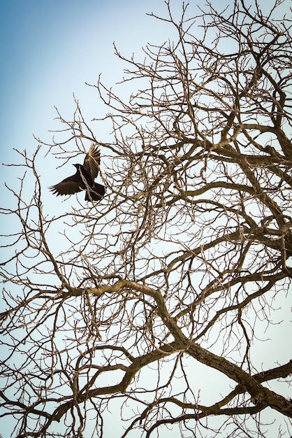 Silhouette of Crow Flying with Tree Branches