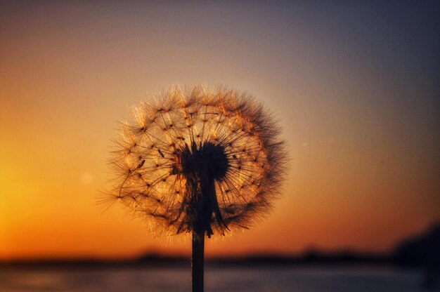 Silhouette of dandelion against orange sky