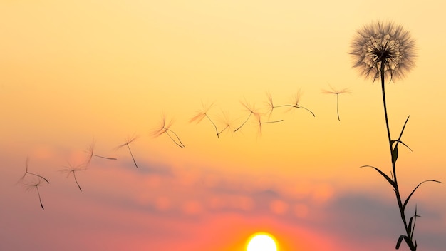 夕陽と夕焼け空を背景に飛んでいるタンポポの花の種のシルエット。自然の花の植物学