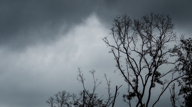 Sagoma albero morto sul cielo drammatico scuro e nuvole nere