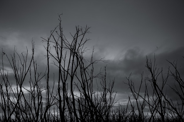 Силуэт мертвого дерева на темном драматическом небе и серых облаках.