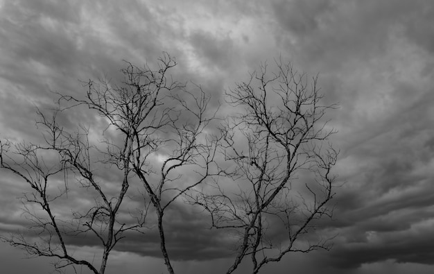 Silhouette dead tree on dark dramatic sky and white clouds background for a peaceful death. Despair and hopeless concept. Sad of nature. Death and sad emotion background. Dead branch unique pattern.