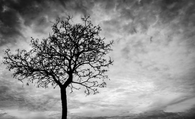 Photo silhouette dead tree on dark sky background for scary or death