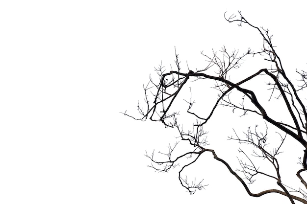 Photo silhouette dead tree or dry tree on white background with clipping path.