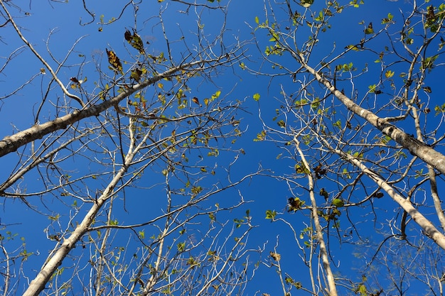 silhouette of deciduous teak tree and blue sky. natural background. dry forest. teak forest. nature.