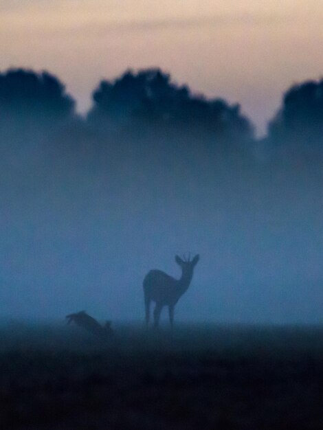 写真 霧の天候で森の木の反対側にある野原の鹿とウサギのシルエット