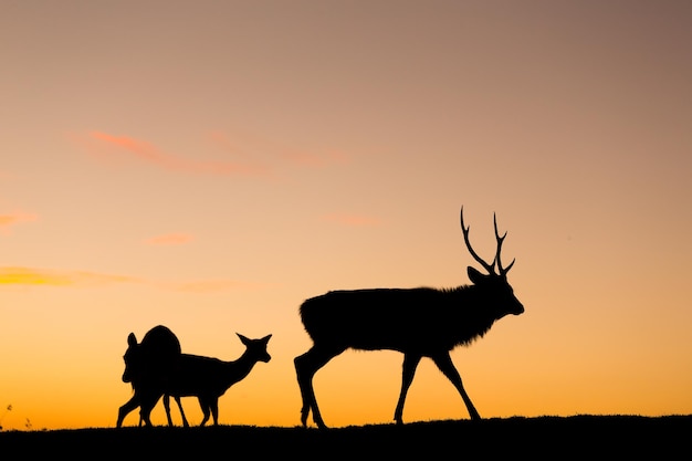 Photo silhouette of deer at evening